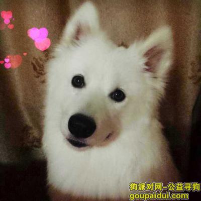 鞍山寻狗网，辽宁省鞍山市寻爱犬 急急急，它是一只非常可爱的宠物狗狗，希望它早日回家，不要变成流浪狗。