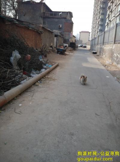【石家庄找狗】，石家庄市桥西区北杜村求好心人帮帮忙，它是一只非常可爱的宠物狗狗，希望它早日回家，不要变成流浪狗。