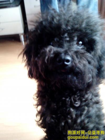 【武汉找狗】，寻黑色玩具泰迪，它是一只非常可爱的宠物狗狗，希望它早日回家，不要变成流浪狗。