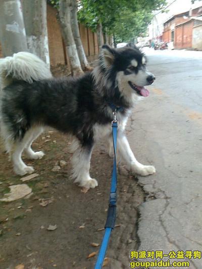 昆明寻狗网，昆明嵩明县走丢阿拉斯加，它是一只非常可爱的宠物狗狗，希望它早日回家，不要变成流浪狗。