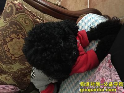 重庆找狗，找黑色泰迪一隻，它是一只非常可爱的宠物狗狗，希望它早日回家，不要变成流浪狗。