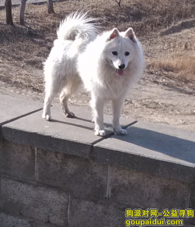 北京昌平沙河兆丰家园小区门口丢失白色银狐，它是一只非常可爱的宠物狗狗，希望它早日回家，不要变成流浪狗。