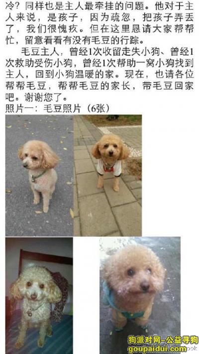【北京找狗】，万元寻狗，昌平霍营邮政银行外丢失泰迪，只有一只狗蛋，脖系绿色挂铃项圈，它是一只非常可爱的宠物狗狗，希望它早日回家，不要变成流浪狗。