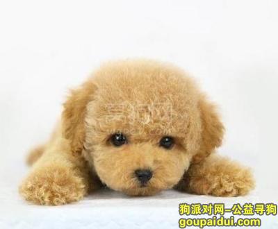 【青岛找狗】，泰迪幼犬狗粮排名，它是一只非常可爱的宠物狗狗，希望它早日回家，不要变成流浪狗。