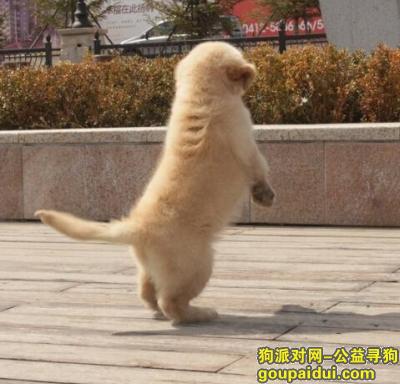 【青岛找狗】，宝路幼犬狗粮怎么样，它是一只非常可爱的宠物狗狗，希望它早日回家，不要变成流浪狗。