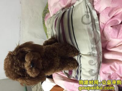 南京寻狗启示，找丢失的泰迪犬，它是一只非常可爱的宠物狗狗，希望它早日回家，不要变成流浪狗。