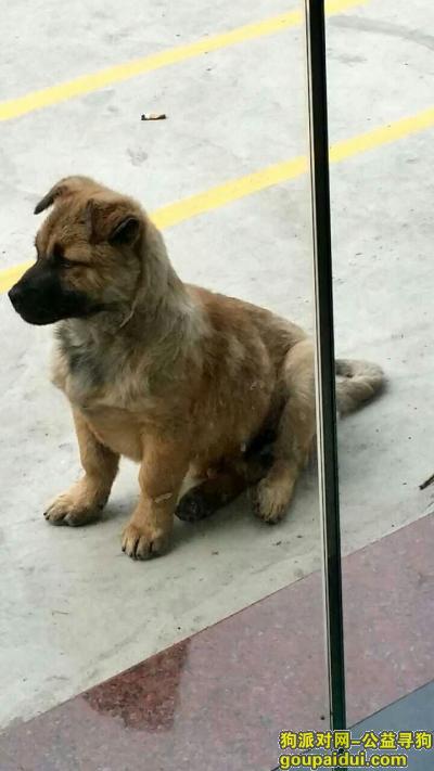 佛山找狗，在佛山千灯湖艾芮菲美容化妆学校附近丢失狗狗名字叫烟熏，它是一只非常可爱的宠物狗狗，希望它早日回家，不要变成流浪狗。