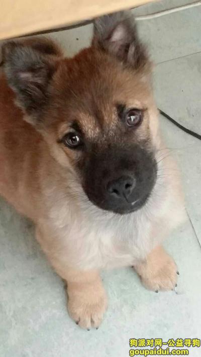 狗狗名字叫烟熏2015年2月3日下午在佛山千灯湖丢失，它是一只非常可爱的宠物狗狗，希望它早日回家，不要变成流浪狗。