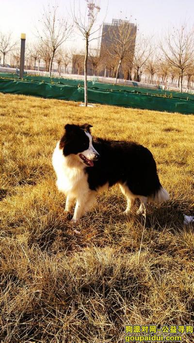 天津找狗，大港寻找一只黑白色雄性边境牧羊犬丢失于福渔园与福津园小区附近，它是一只非常可爱的宠物狗狗，希望它早日回家，不要变成流浪狗。