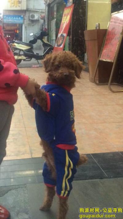 惠州丢狗，2015年2月6日中午13点左右在惠州麦兴路丢失，它是一只非常可爱的宠物狗狗，希望它早日回家，不要变成流浪狗。