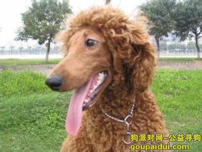 【青岛找狗】，贵宾吃什么狗粮好，它是一只非常可爱的宠物狗狗，希望它早日回家，不要变成流浪狗。