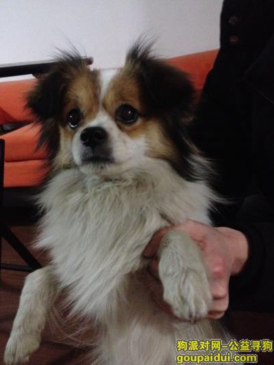 寻主人！2015年2月8日北京昌平回龙观和谐家园2区西门捡到狗狗，它是一只非常可爱的宠物狗狗，希望它早日回家，不要变成流浪狗。