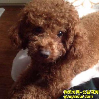 重庆丢狗，重庆市涪陵区找寻爱犬豆豆，它是一只非常可爱的宠物狗狗，希望它早日回家，不要变成流浪狗。
