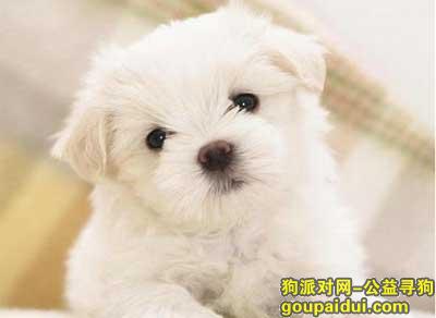 【青岛找狗】，狗粮的做法，它是一只非常可爱的宠物狗狗，希望它早日回家，不要变成流浪狗。