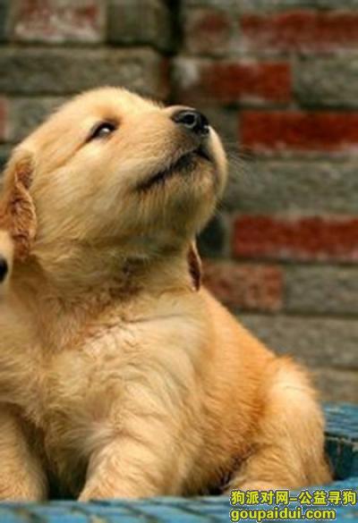 卡比狗粮怎么样，它是一只非常可爱的宠物狗狗，希望它早日回家，不要变成流浪狗。