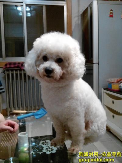 郑州寻狗启示，河南省郑州市二七区南福华街附近丢失一只纯白色泰迪犬。，它是一只非常可爱的宠物狗狗，希望它早日回家，不要变成流浪狗。