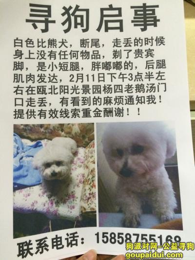 温州寻狗启示，温州市瓯北镇丢失公的比熊犬一只，它是一只非常可爱的宠物狗狗，希望它早日回家，不要变成流浪狗。