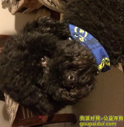 【上海找狗】，上海浦东川奉南公路航城五路丢失黑色泰迪，它是一只非常可爱的宠物狗狗，希望它早日回家，不要变成流浪狗。