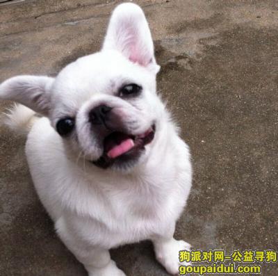 连云港寻狗启示，赣榆区东方市场对面（原玉米人）附近走失一巴哥犬串串，它是一只非常可爱的宠物狗狗，希望它早日回家，不要变成流浪狗。
