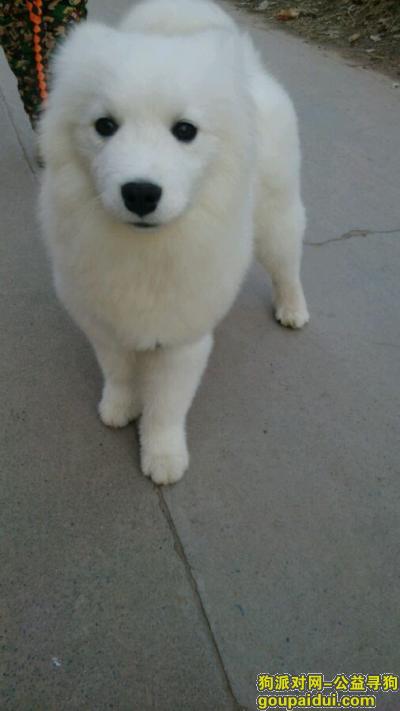 沁阳市寻找白色狗狗，俺们家是木楼的，它是一只非常可爱的宠物狗狗，希望它早日回家，不要变成流浪狗。