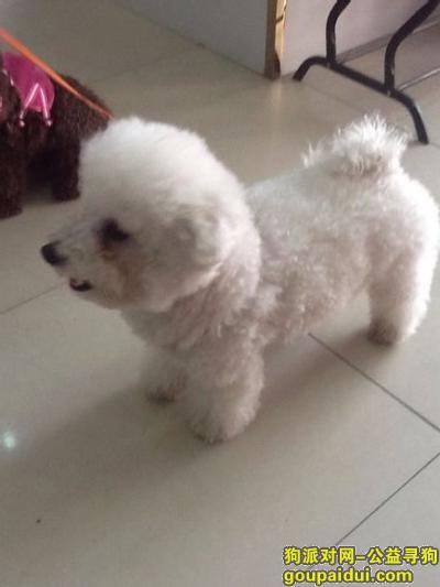 南阳市淅川县体育场足球场附近走失一白色小比熊，它是一只非常可爱的宠物狗狗，希望它早日回家，不要变成流浪狗。