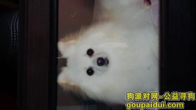 捡到博美犬，白色博美公狗丢失，酬金1000元，它是一只非常可爱的宠物狗狗，希望它早日回家，不要变成流浪狗。