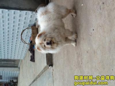 安庆寻狗网，望江寻找白色松狮，它是一只非常可爱的宠物狗狗，希望它早日回家，不要变成流浪狗。