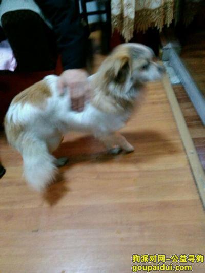 2015年2月14日在百子图跟龙透关附近走丢狐狸犬混杂母犬，它是一只非常可爱的宠物狗狗，希望它早日回家，不要变成流浪狗。