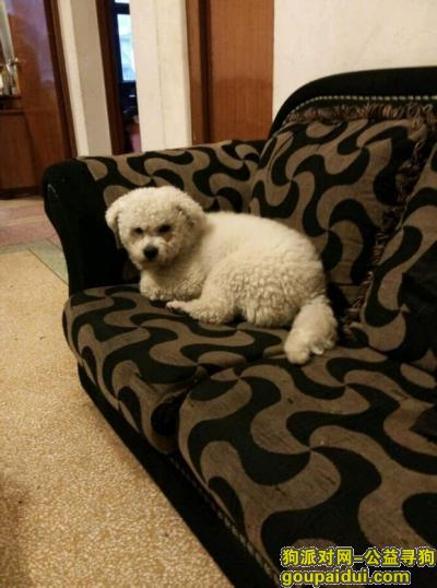 【内江找狗】，资中县丢失比熊狗名字叫大熊一身都是白色的毛胖胖的，它是一只非常可爱的宠物狗狗，希望它早日回家，不要变成流浪狗。