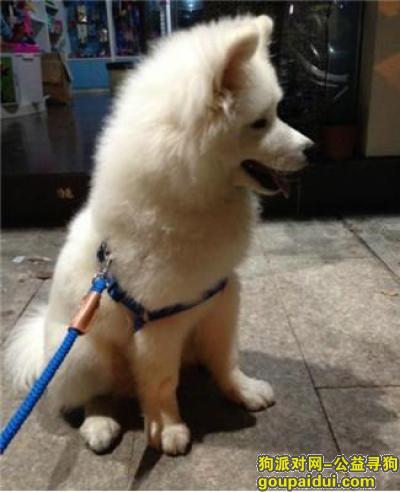 【青岛找狗】，鱼子酱狗粮怎么样，它是一只非常可爱的宠物狗狗，希望它早日回家，不要变成流浪狗。