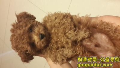 徐州云龙山民富园东门老土锅饭店门口丢失一只40cm高棕色泰迪 公狗，它是一只非常可爱的宠物狗狗，希望它早日回家，不要变成流浪狗。