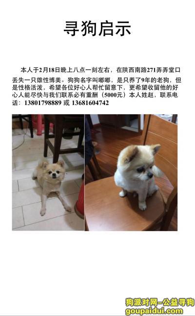 【上海找狗】，重金寻狗，它是一只非常可爱的宠物狗狗，希望它早日回家，不要变成流浪狗。