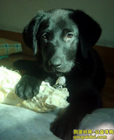 诗卡维狗粮怎么样，它是一只非常可爱的宠物狗狗，希望它早日回家，不要变成流浪狗。