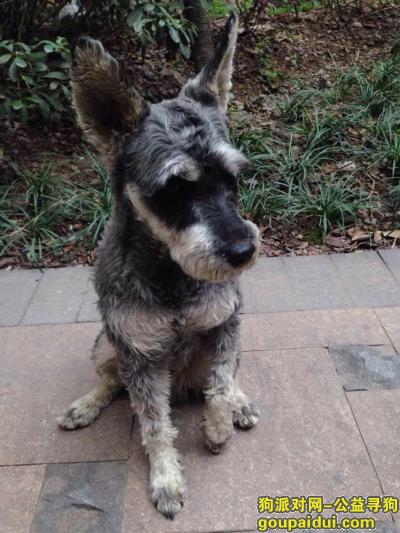 2015年2月19号捡到只雪拉瑞，它是一只非常可爱的宠物狗狗，希望它早日回家，不要变成流浪狗。