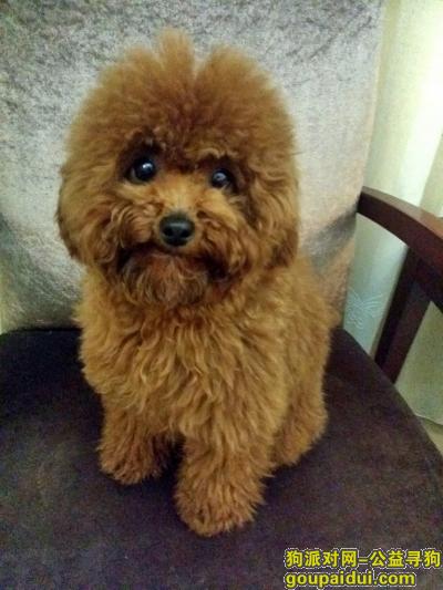 武汉青山工业路随州街东来顺附近丢失棕黄色泰迪一只，它是一只非常可爱的宠物狗狗，希望它早日回家，不要变成流浪狗。