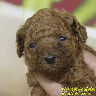 【青岛找狗】，金毛狗粮排行榜，它是一只非常可爱的宠物狗狗，希望它早日回家，不要变成流浪狗。