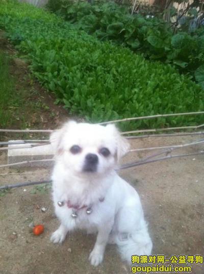 五千元重金寻找爱犬乐乐(辽宁营口-鲅鱼圈)，它是一只非常可爱的宠物狗狗，希望它早日回家，不要变成流浪狗。