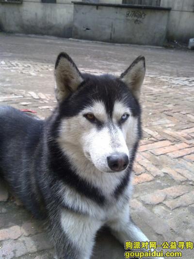 哈尔滨市呼兰区，哈士奇狗狗丢失了，急急急，它是一只非常可爱的宠物狗狗，希望它早日回家，不要变成流浪狗。