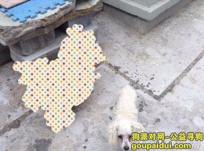山东省德州市王凤楼镇后何战屯村里丢失一只卷毛型的白狗，它是一只非常可爱的宠物狗狗，希望它早日回家，不要变成流浪狗。