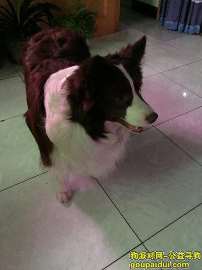 【北京捡到狗】，特别肥的边牧，咖啡色长毛，它是一只非常可爱的宠物狗狗，希望它早日回家，不要变成流浪狗。