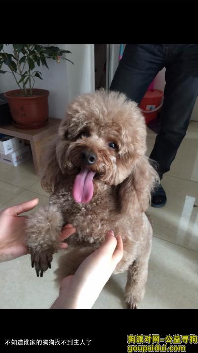 【北京捡到狗】，北京纳丹堡小区捡到泰迪狗一只，，它是一只非常可爱的宠物狗狗，希望它早日回家，不要变成流浪狗。