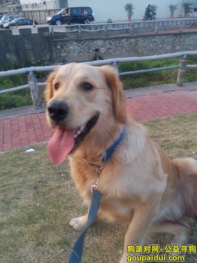 【广州找狗】，广州白云区新市寻狗启示，它是一只非常可爱的宠物狗狗，希望它早日回家，不要变成流浪狗。