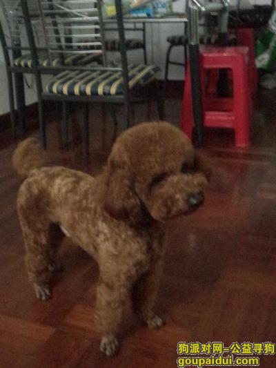 深圳南油悬赏寻棕色贵宾，它是一只非常可爱的宠物狗狗，希望它早日回家，不要变成流浪狗。