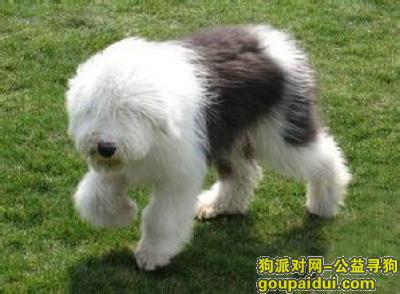 青岛寻狗，成犬古牧吃什么狗粮好，它是一只非常可爱的宠物狗狗，希望它早日回家，不要变成流浪狗。