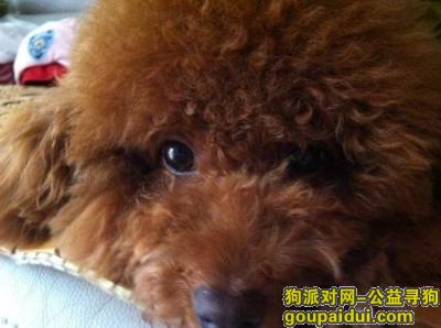 北京找狗，北京天秀花园附近走失棕色泰迪，它是一只非常可爱的宠物狗狗，希望它早日回家，不要变成流浪狗。