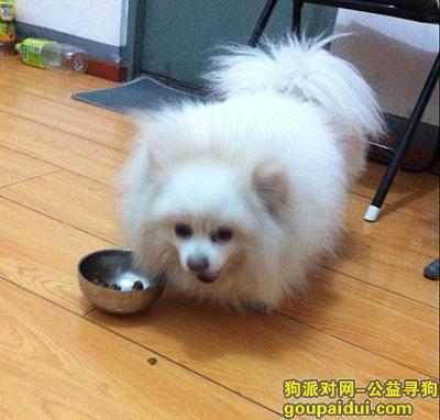 北京寻狗网，2.27日早上北京欢乐谷金蝉南里捡到一只白色狗狗，它是一只非常可爱的宠物狗狗，希望它早日回家，不要变成流浪狗。