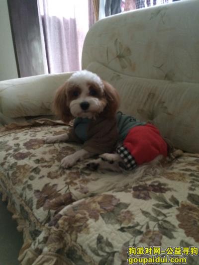 成都郫县犀浦寻爱犬启示，它是一只非常可爱的宠物狗狗，希望它早日回家，不要变成流浪狗。