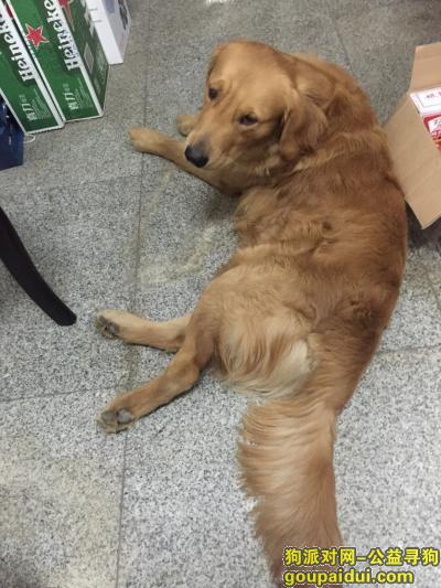 2015年2月24日下午有谁在晋江福铺捡到一条金毛，它是一只非常可爱的宠物狗狗，希望它早日回家，不要变成流浪狗。