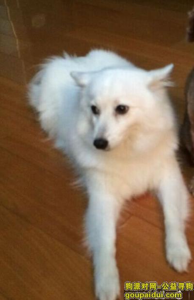 2月27日晚八点左右在南湖南路附近走失白色银狐犬一只，它是一只非常可爱的宠物狗狗，希望它早日回家，不要变成流浪狗。