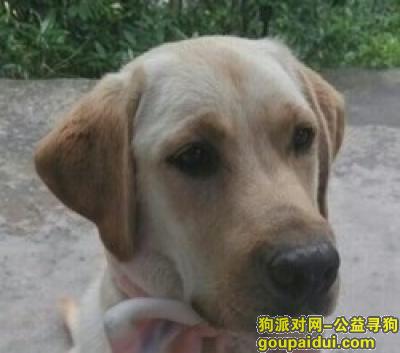 成都寻狗启示，五个月前成都丢失黄白色拉布拉多，它是一只非常可爱的宠物狗狗，希望它早日回家，不要变成流浪狗。